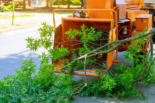 Cohasset, MN Tree Service Company